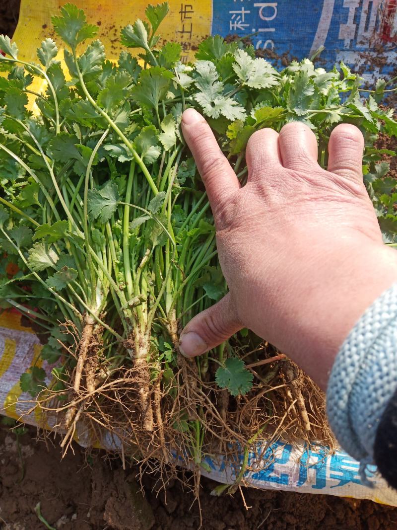 精品陆地铁杆小叶香菜