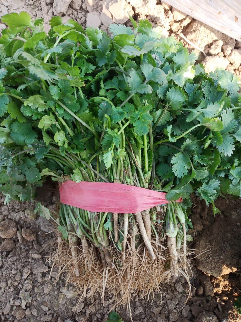 精品陆地铁杆小叶香菜