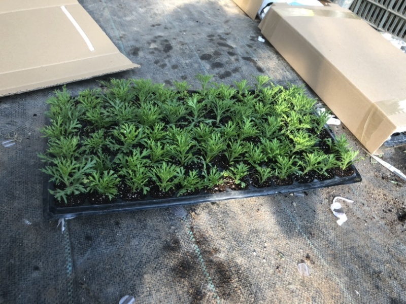 玛格丽特菊花穴盘苗和小盆量大优惠支持一件代发