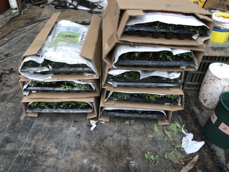 玛格丽特菊花穴盘苗和小盆量大优惠支持一件代发