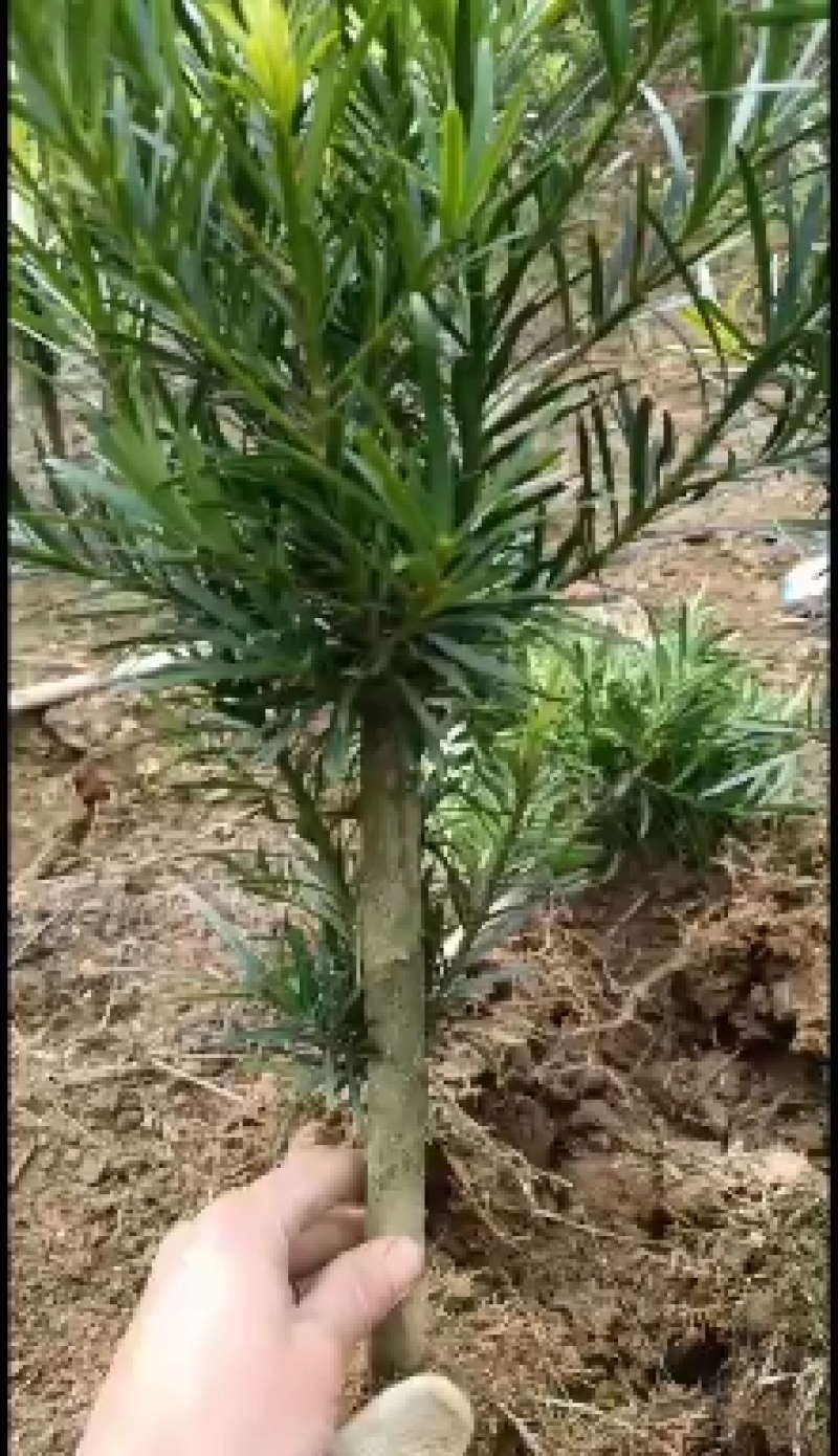 小叶罗汉松，造型罗汉松小树桩，装盆景首先苗
