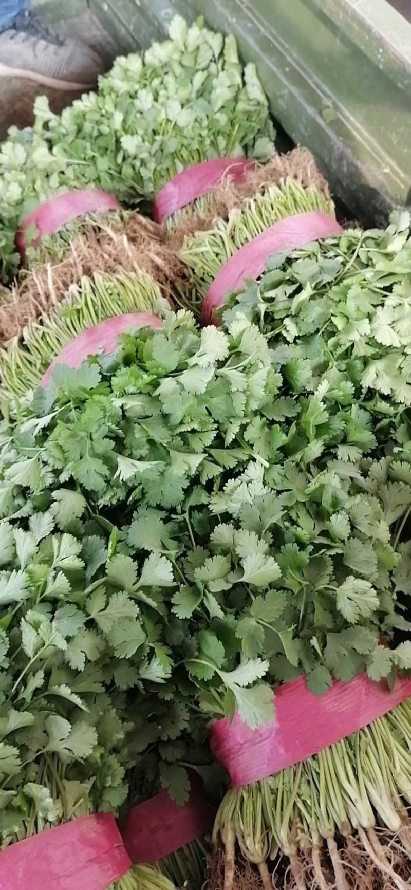 优质大棚香菜，大叶香菜20~30厘米质量保证产地货源