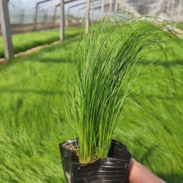 墨西哥羽毛草细茎针芒细叶针芒山东青州基地直销