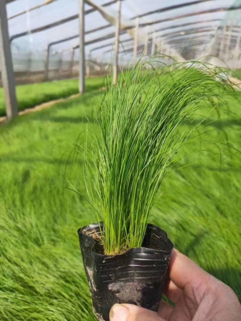 墨西哥羽毛草细茎针芒细叶针芒山东青州基地直销