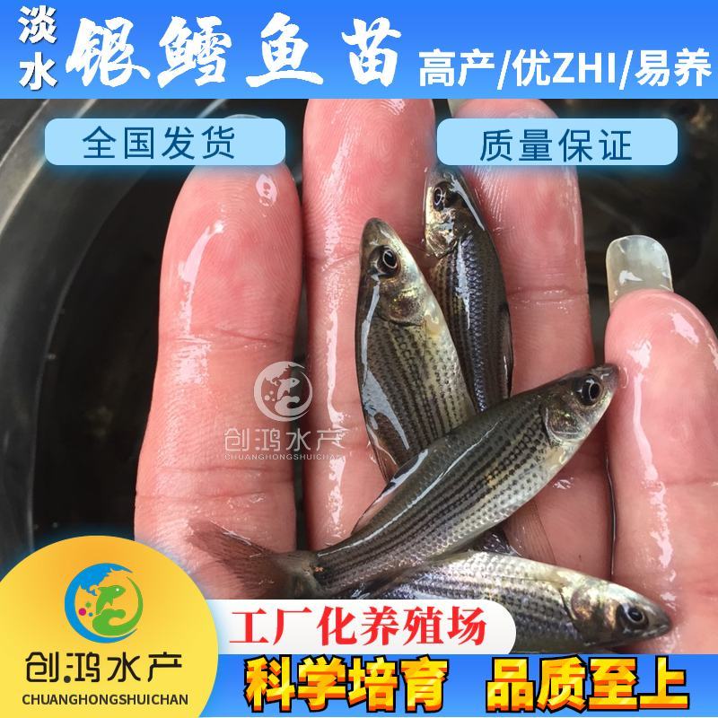 【新品大促】淡水银鳕鱼苗大鳞鲃鱼苗乌兹别克斯坦银鳕鱼