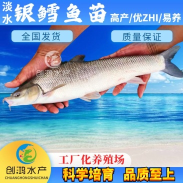【新品大促】淡水银鳕鱼苗大鳞鲃鱼苗乌兹别克斯坦银鳕鱼