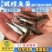 【新品大促】淡水银鳕鱼苗大鳞鲃鱼苗乌兹别克斯坦银鳕鱼