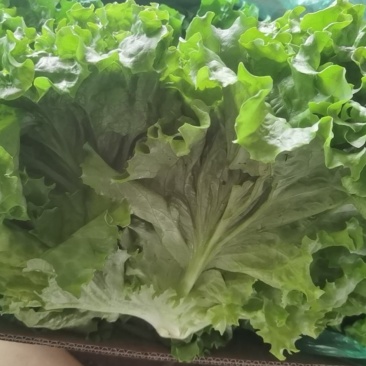 精品叶生菜大量上市欢迎各地朋友来吧