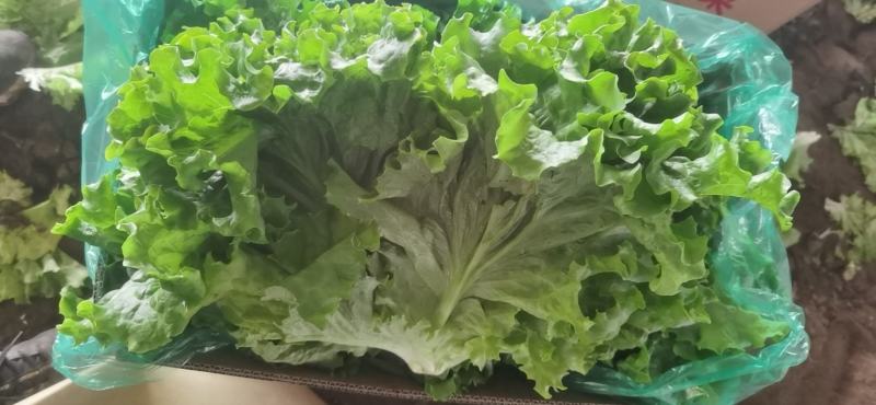 精品叶生菜大量上市欢迎各地朋友来吧