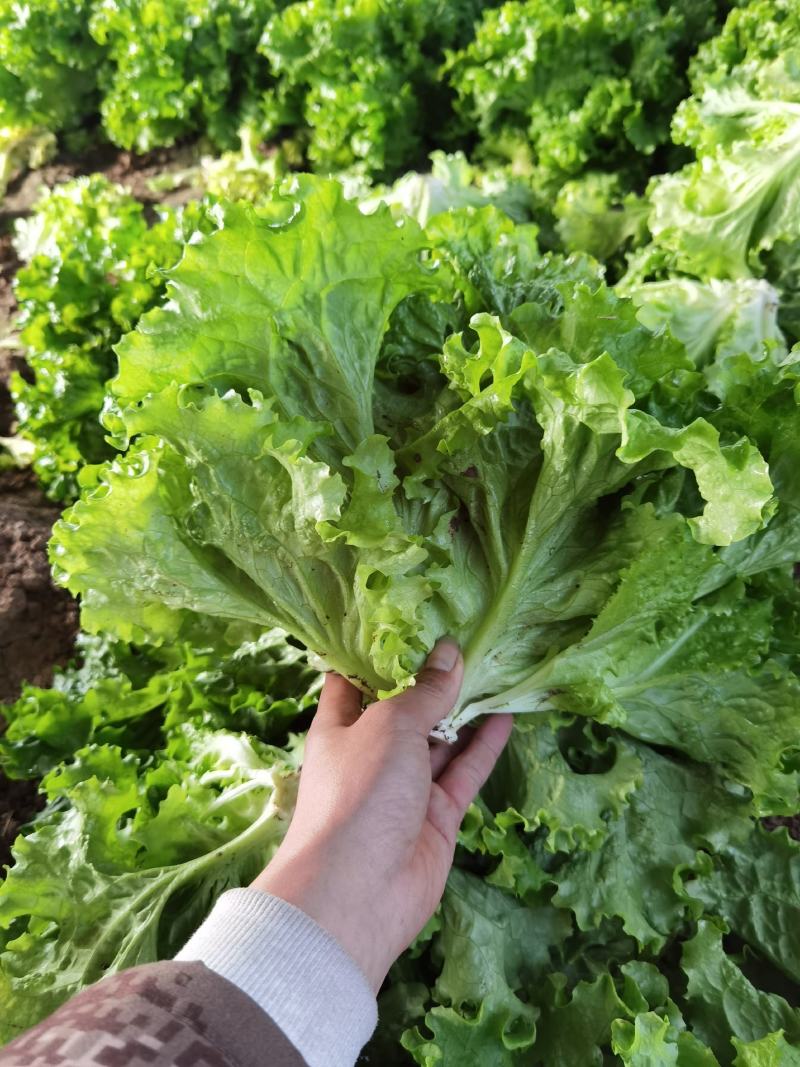 精品叶生菜大量上市欢迎各地朋友来吧
