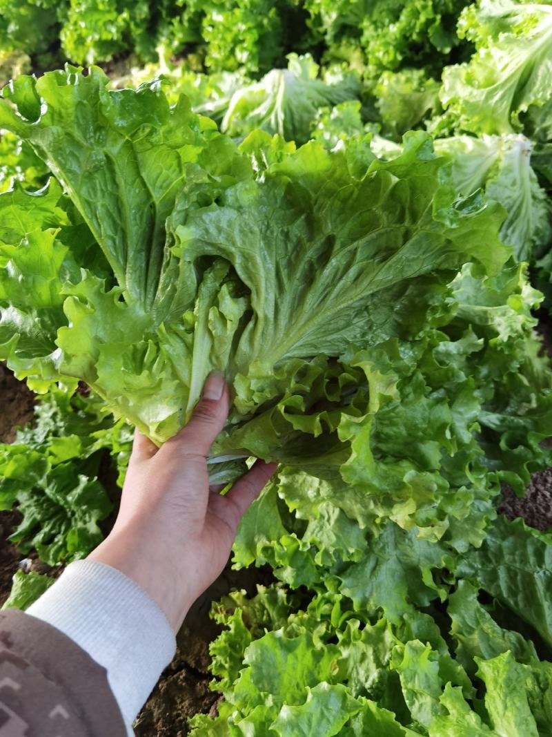 精品叶生菜大量上市欢迎各地朋友来吧