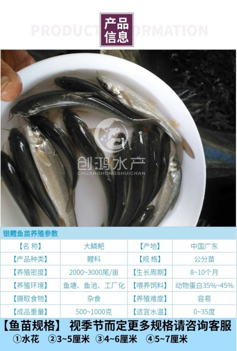 【新品大促】淡水银鳕鱼苗大鳞鲃鱼苗乌兹别克斯坦银鳕鱼