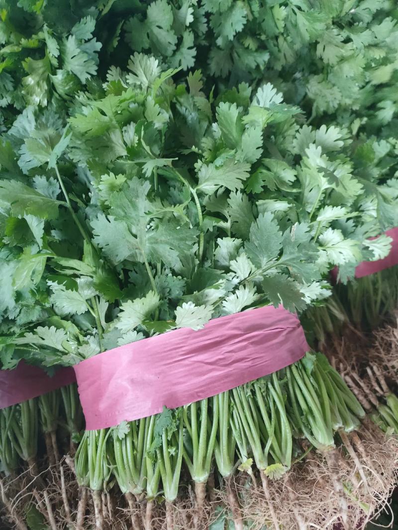 精品大棚香菜，大叶香菜已经大量上市，实力代办，价低货好