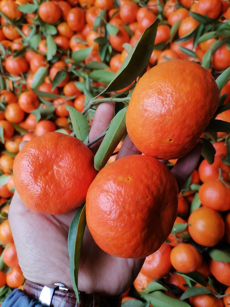 有三千年历史的万州古红橘