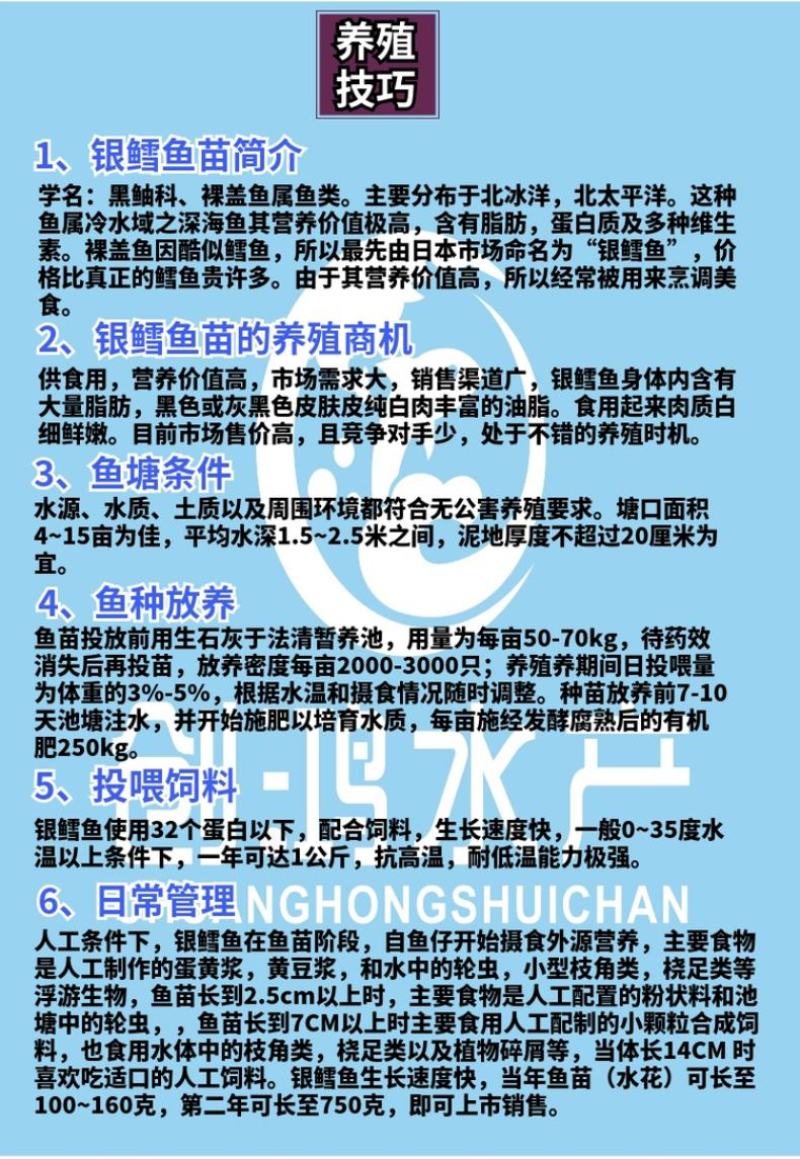 【基地直供技术支持】淡水银鳕鱼苗大鳞鲃鱼苗高产快大