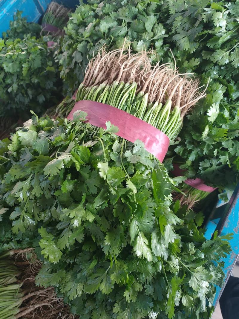 基地万亩香菜大量上市，安阳香菜现在有货，可以实地看货