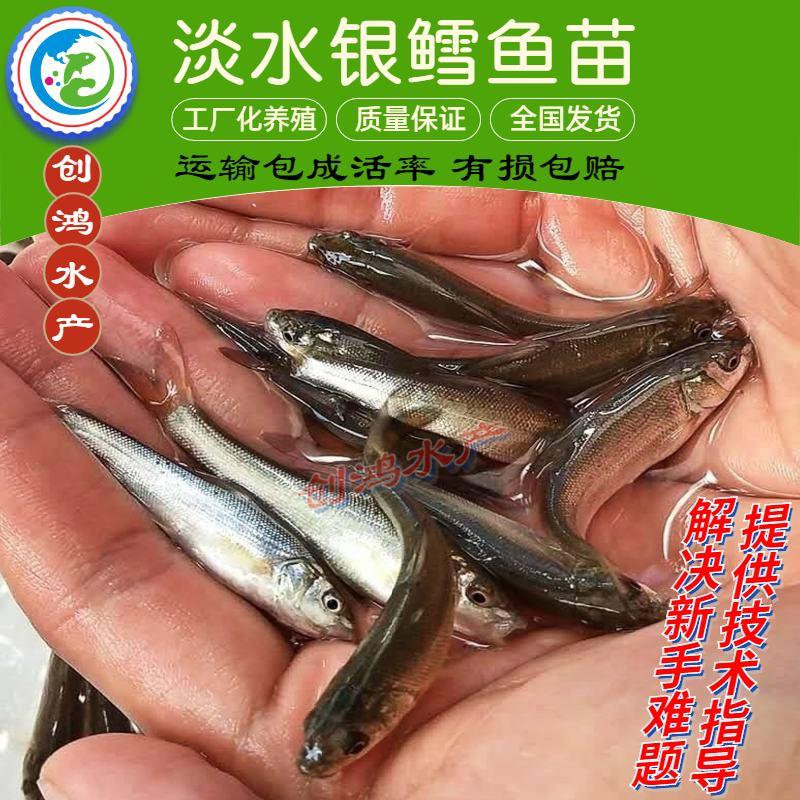 【淡水养殖】银鳕鱼苗大鳞鲃优质高产杂食性鱼苗
