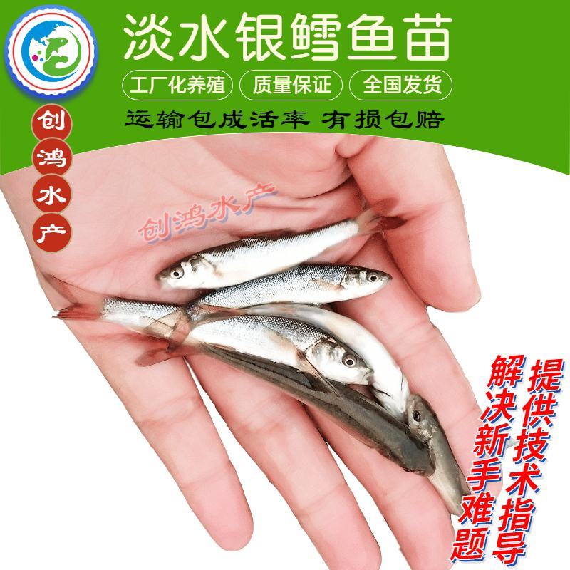 【淡水养殖】银鳕鱼苗大鳞鲃优质高产杂食性鱼苗
