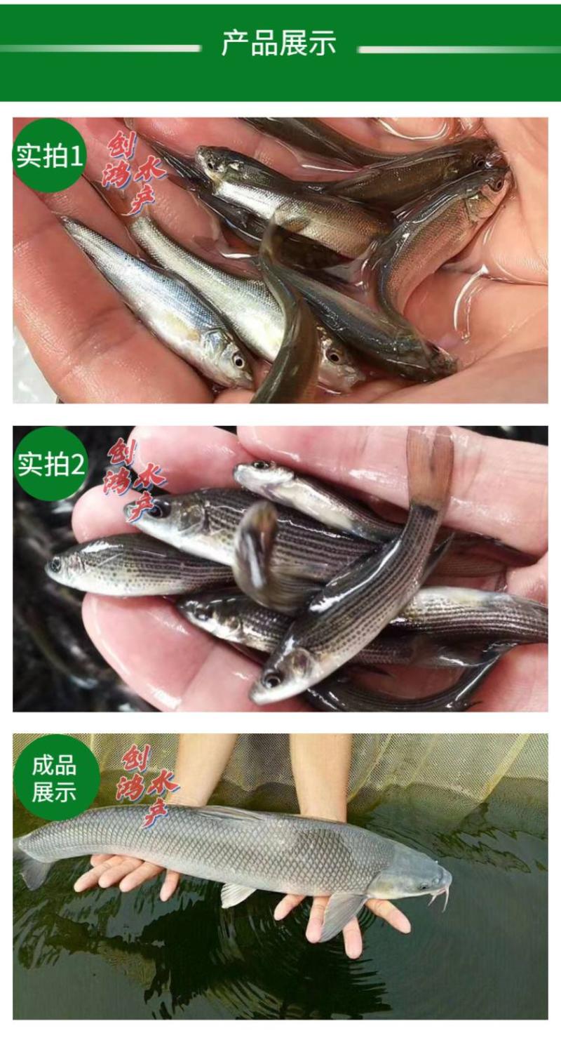 【淡水养殖】银鳕鱼苗大鳞鲃优质高产杂食性鱼苗