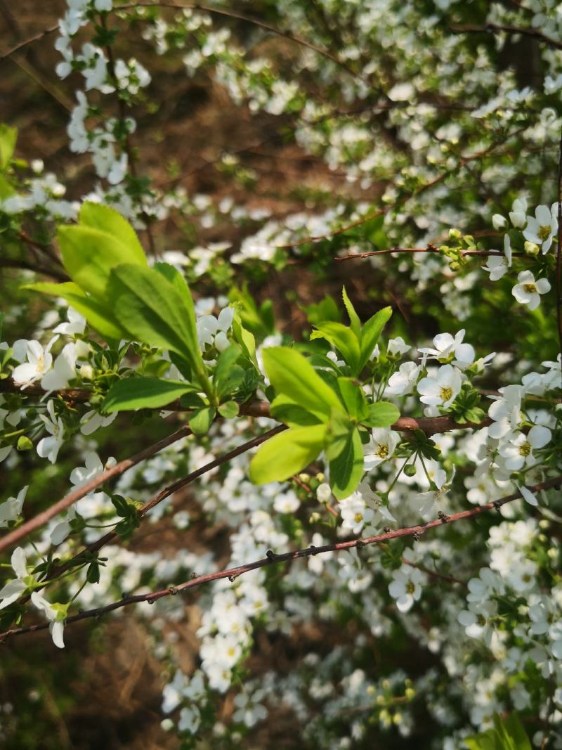 珍珠绣线菊雪柳干枝花鲜切枝条水瓶插花产地全国发货