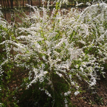 珍珠绣线菊雪柳干枝花鲜切枝条水瓶插花产地全国发货