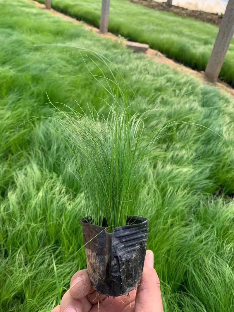 墨西哥羽毛草细茎针芒细叶针芒山东青州基地直销