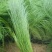 墨西哥羽毛草细茎针芒细叶针芒山东青州基地直销