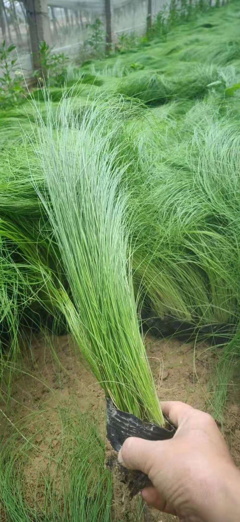 墨西哥羽毛草细茎针芒细叶针芒山东青州基地直销