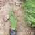 墨西哥羽毛草细茎针芒细叶针芒山东青州基地直销