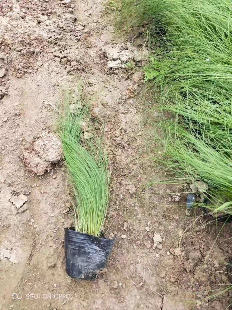 墨西哥羽毛草细茎针芒细叶针芒山东青州基地直销