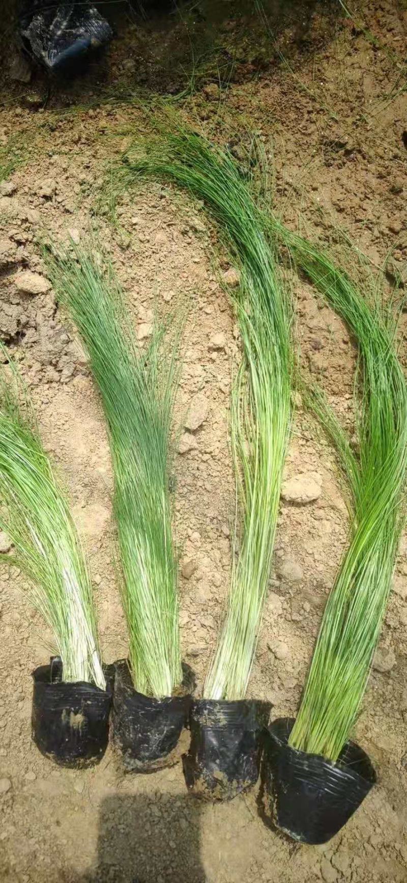 墨西哥羽毛草细茎针芒细叶针芒山东青州基地直销