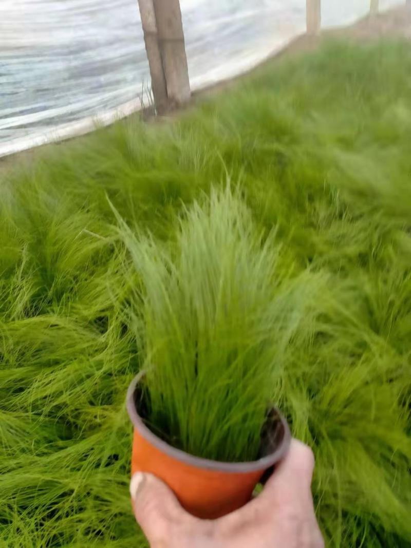 墨西哥羽毛草细茎针芒细叶针芒山东青州基地直销