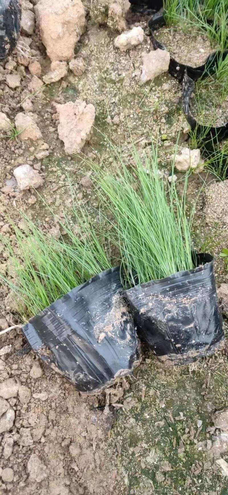 墨西哥羽毛草细茎针芒细叶针芒山东青州基地直销