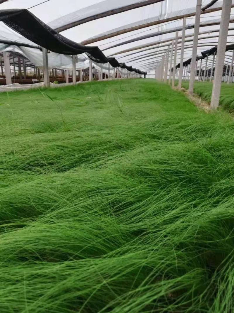 墨西哥羽毛草细茎针芒细叶针芒山东青州基地直销