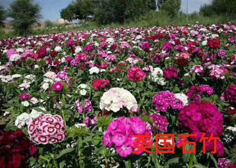 精品石竹（美国石竹多色混色，纯大红色）全国发货