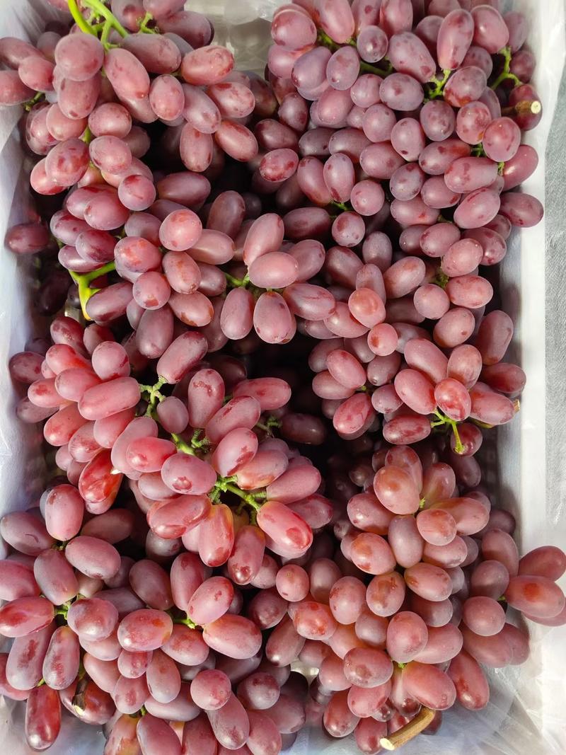 【葡萄】精品克伦生葡萄大量上市产地直发品质保证
