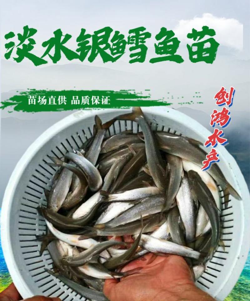 【新品大促】淡水银鳕鱼苗大鳞鲃鱼苗乌兹别克斯坦银鳕鱼