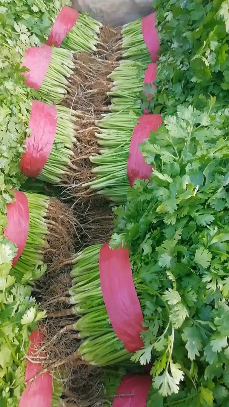 优质大棚香菜，大叶香菜20~30厘米质量保证产地货源