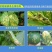 华丰30%琥胶肥酸铜防治黄瓜细菌性角斑病DT