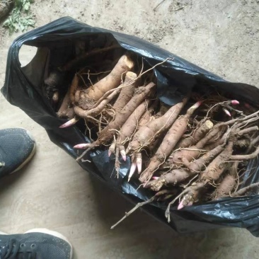 赤芍苗两年高产大苗无病害