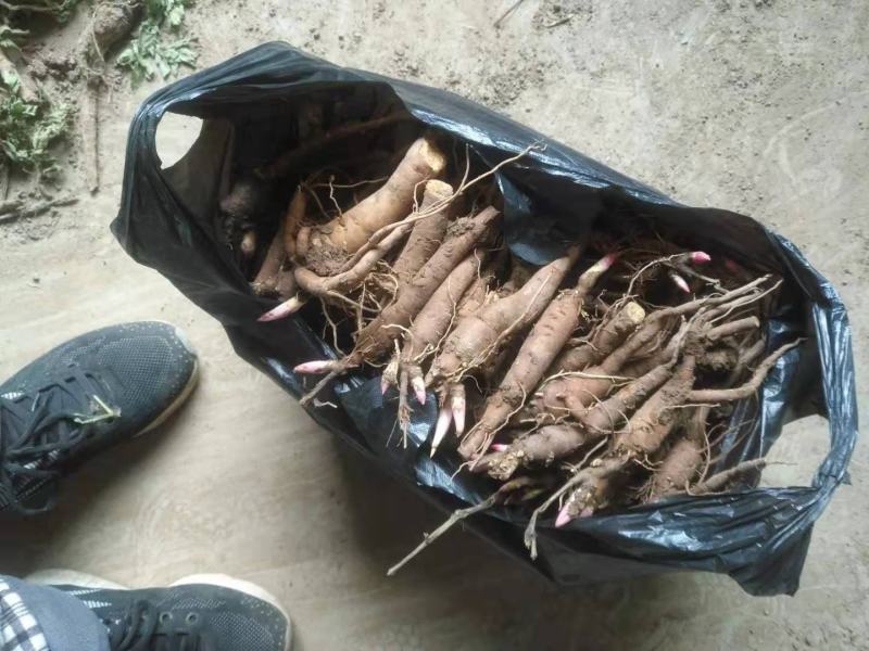 赤芍苗两年高产大苗无病害