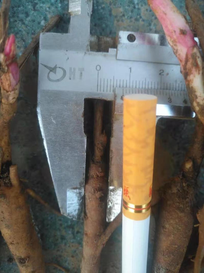 赤芍苗两年高产大苗无病害