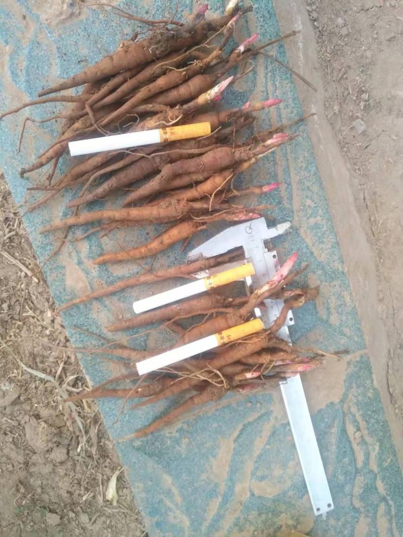 赤芍苗两年高产大苗无病害
