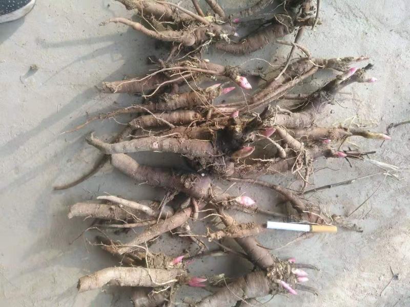 赤芍苗两年高产大苗无病害