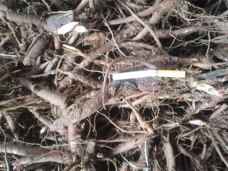 赤芍苗两年高产大苗无病害
