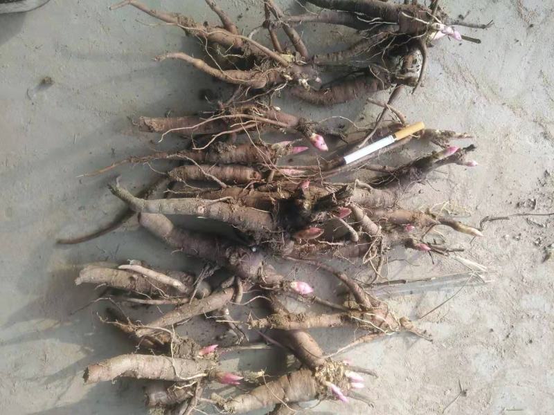 赤芍苗两年高产大苗无病害
