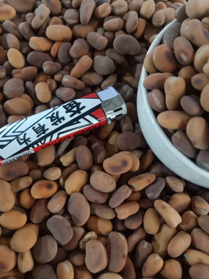 云南普洱火烧蚕豆_包邮