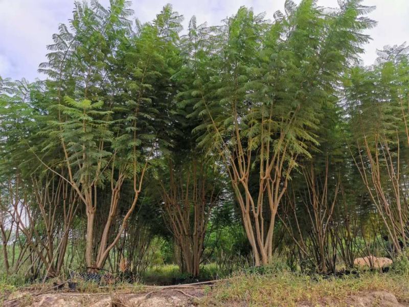 蓝花楹福建省漳州市供应绿庭院设计，蓝花楹大小规格袋苗