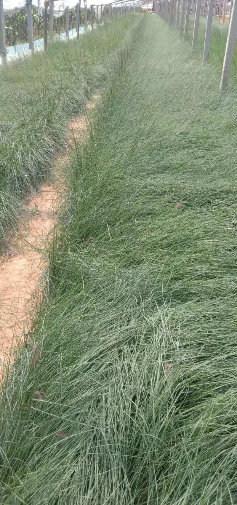 基地直供粉黛乱子草（双色杯，小杯苗），支持线上交易