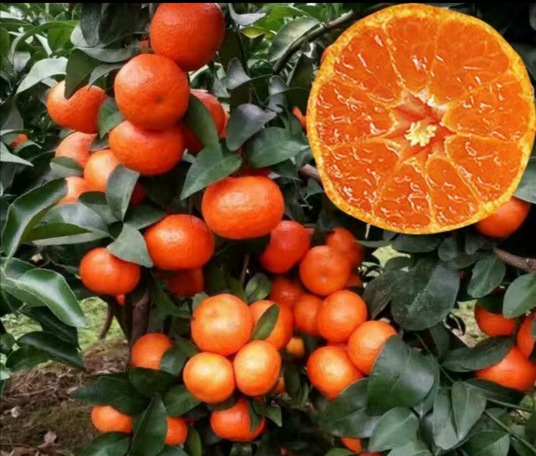 四会沙糖桔果园